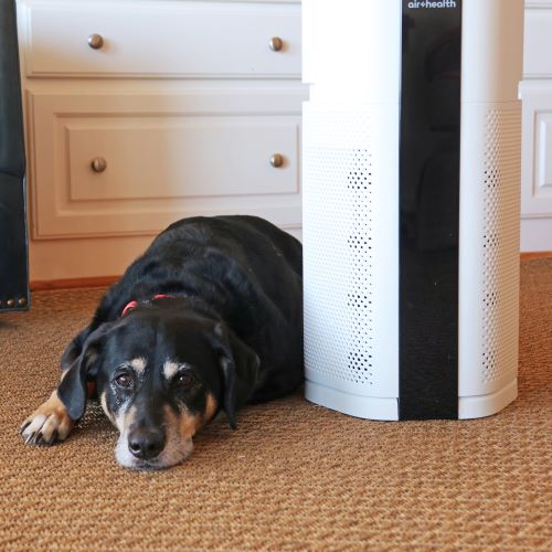 Air Purifier for Pet Dander