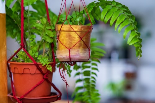 Air Purifying Hanging Plants