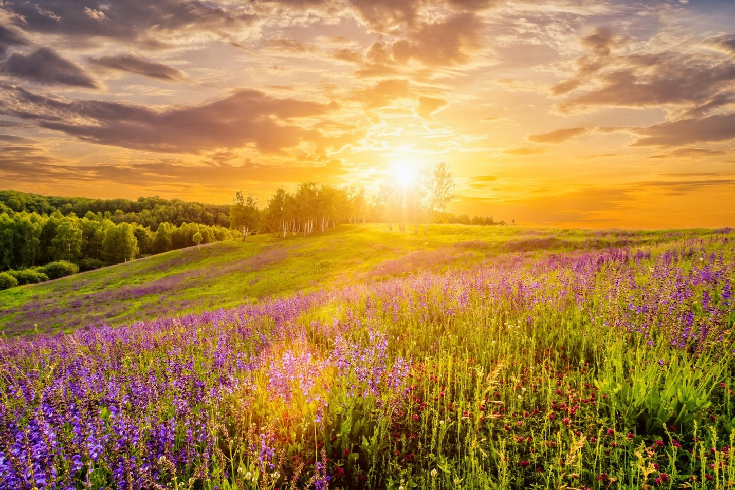 Field of Flowers