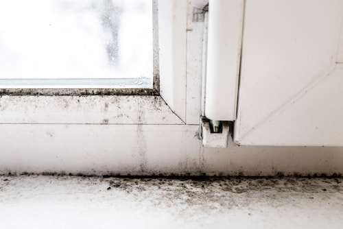 Home Mold Problems